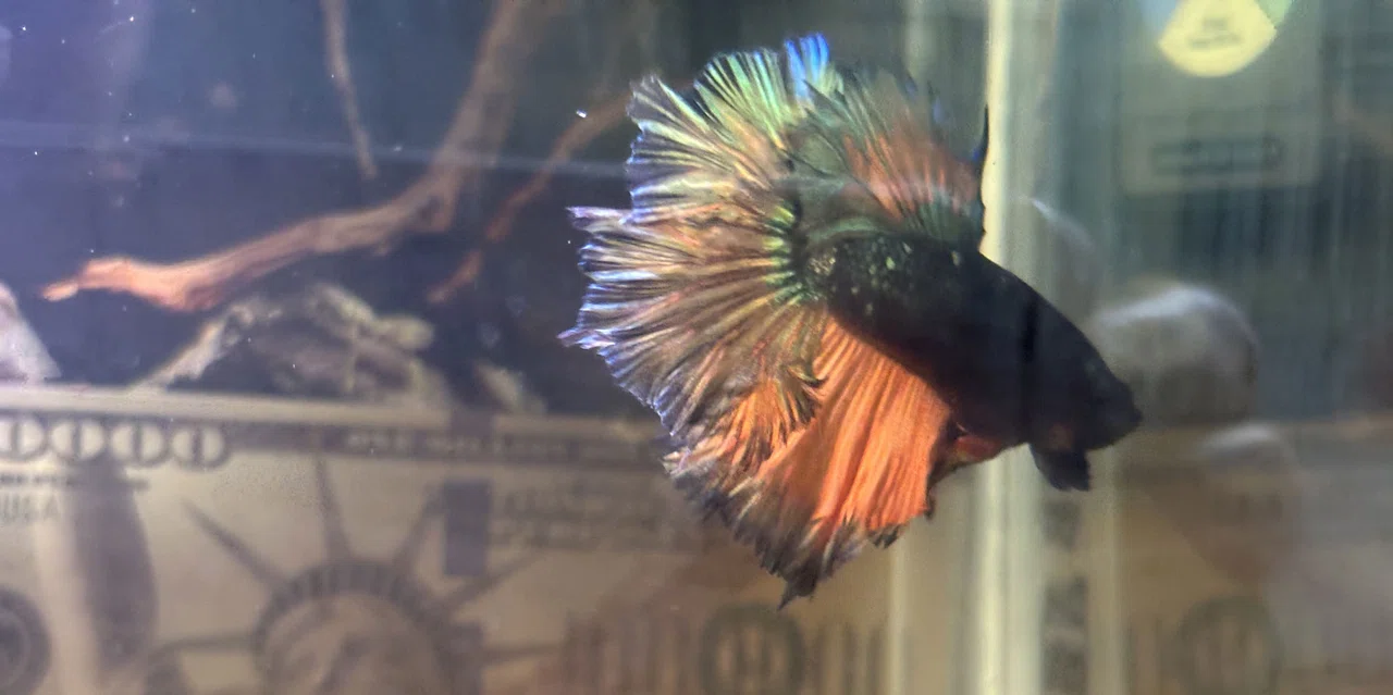 The-Betta-Effect-jpeg.jpg